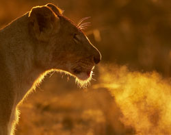 lion